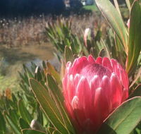 Creswick Cabin Retreat - Accommodation Gold Coast
