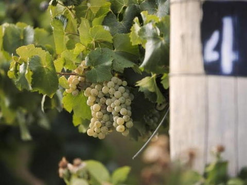 Ingenia Holidays Mudgee Valley - Accommodation Gold Coast 0