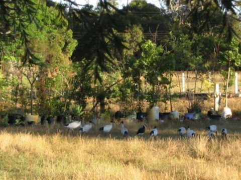 Armadale Farmstay Bed & Breakfast - Gold Coast 4U 5