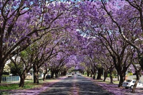 Civic Motel - 1 Gold Coast 3