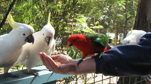 Lorne Bush House Cottages & Eco Retreats - Accommodation Gold Coast 0