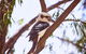 Lorne Foreshore Caravan Park - thumb 3