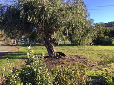 Skenes Creek Lodge Motel And Restaurant - Accommodation Gold Coast 4