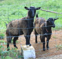 Alstonville Country Cottages - Accommodation Gold Coast