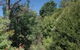 Leura Lady - thumb 3