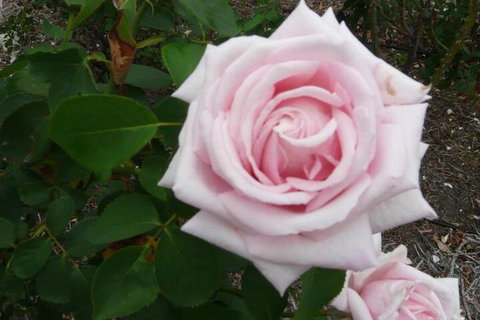 Granite Gardens Cottages & Lake Retreat - Accommodation Gold Coast 2