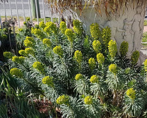 Golden Age Motor Inn Queanbeyan - Accommodation Gold Coast 2
