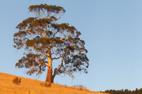 2 Dukes Daylesford - Accommodation Gold Coast 5