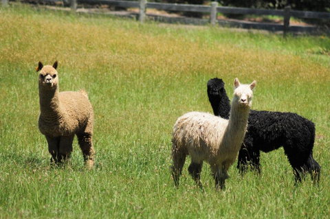 Daisy Cottage - Accommodation Gold Coast 5