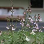 Serendipity On Allyn - Gold Coast 4U 1