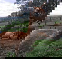Morella Farm Stay - Gold Coast 4U