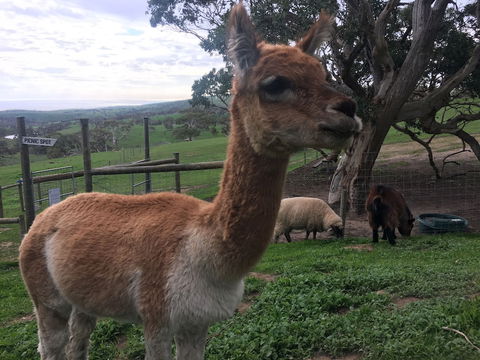 Morella Farm Stay - Gold Coast 4U 0
