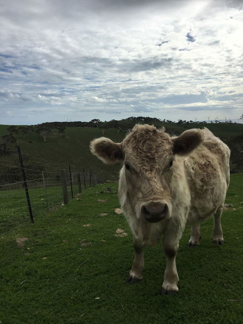 Morella Farm Stay - Gold Coast 4U 1