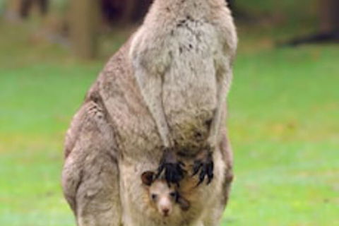 Halls Gap Lakeside Tourist Park - Accommodation Gold Coast 1