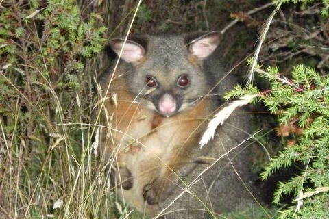Forest Walks Lodge - Accommodation Gold Coast 6