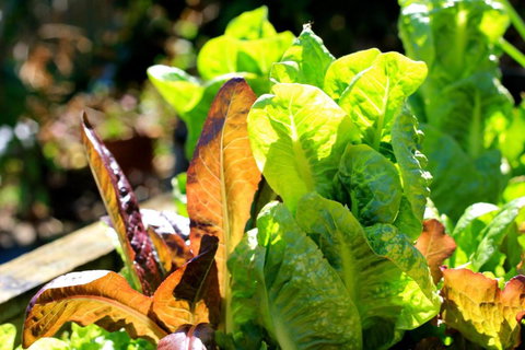 The Friendly Chat Bed & Breakfast - Accommodation Gold Coast 4