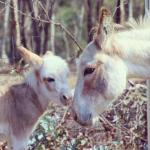 Donkey Tales Farm Cottages - Accommodation Gold Coast 0