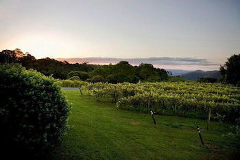 Flame Hill Vineyard - Accommodation Gold Coast 6
