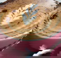 Little Sister - Accommodation Gold Coast