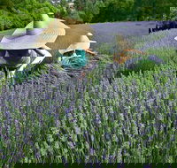 Lavandula Swiss Italian Farm - Accommodation Gold Coast