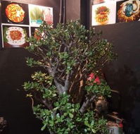 Wagyu Factory Korean BBQ Restaurant - Gold Coast 4U