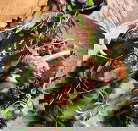 Barrels  Ashes - Accommodation Gold Coast