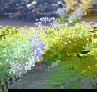 Tallagandra Hill Winery - Accommodation Gold Coast