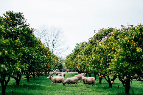 Cambray Cheese Farm Shop - Accommodation Gold Coast 0