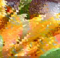 Spice Village - Gold Coast 4U