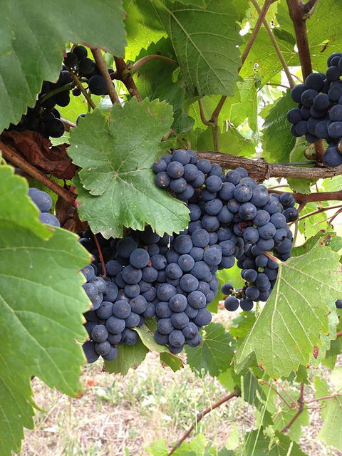 Marcus Hill Vineyard - Accommodation Gold Coast 0