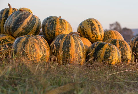 Australian Pumpkin Seed Company - Accommodation Gold Coast 0