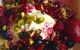 Pizzaperta - thumb 11