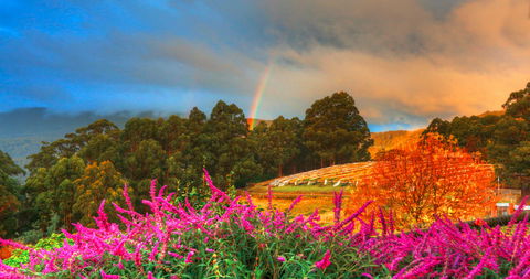 Hartzview Vineyard - Accommodation Gold Coast 2