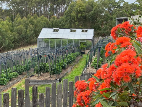 Hot Chilli Mama - 1 Gold Coast 0