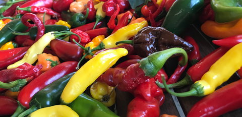 Hot Chilli Mama - 1 Gold Coast 2