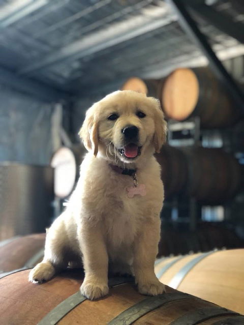 Macquariedale Organic Wines - 1 Gold Coast 1