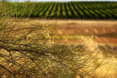 Haselgrove Wines - Accommodation Gold Coast 1