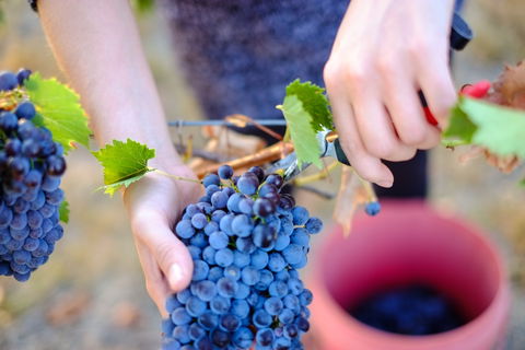 Red Feet Wines - Gold Coast 4U 1