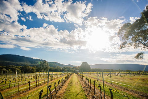 Fallen Giants Vineyard - Accommodation Gold Coast 0