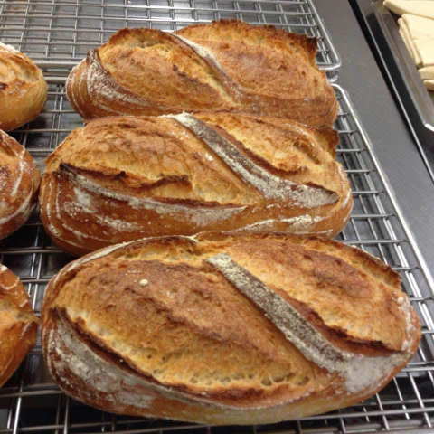 Harvest Boulangerie Patisserie - Accommodation Gold Coast 0