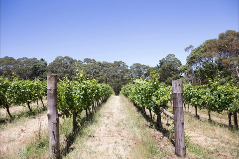 Mount Macedon Winery - Gold Coast 4U 1