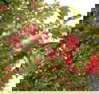 Staples Apples - Gold Coast 4U