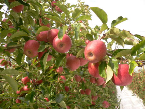 Staples Apples - Gold Coast 4U 0