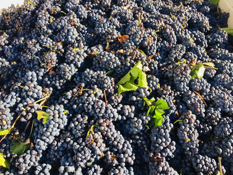 Norton Road Wines - Gold Coast 4U 2