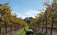 Ruddenklau Wines - thumb 0