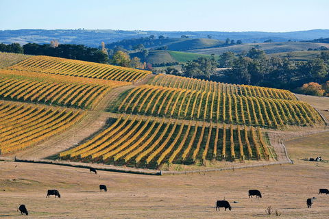 Slow Wine Co - 1 Gold Coast 1