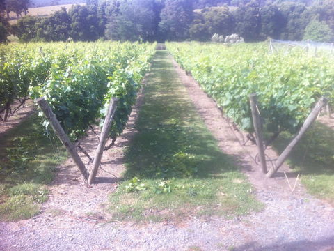 Providence Vineyards - Accommodation Gold Coast 1