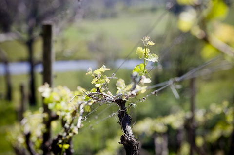 Barrgowan Vineyard - Accommodation Gold Coast 0