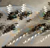 Cudgen Surf Club Bar  Bistro - 1 Gold Coast