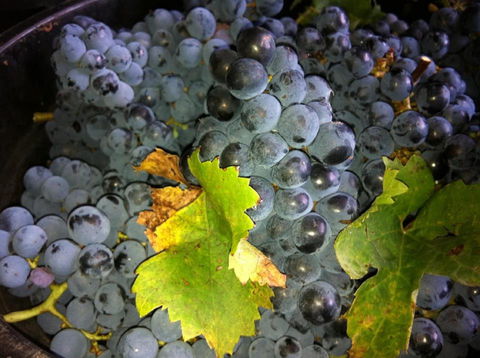 Faisan Estate Wines - 1 Gold Coast 0